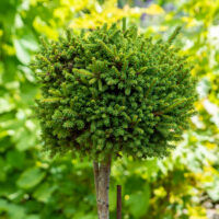 Picea abies `van Bemmel`s Dwarf` harilik kuusk (1)