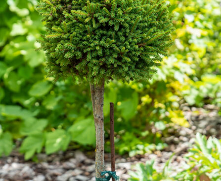 Picea abies `van Bemmel`s Dwarf` harilik kuusk (2)