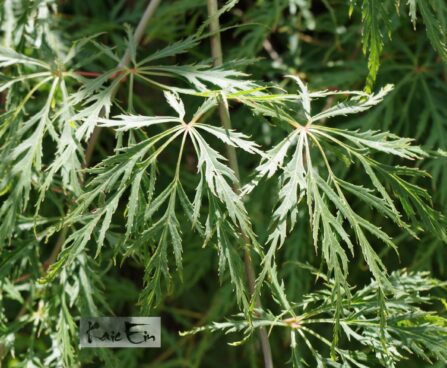 Acer palmatum `Dissectum Viridis`-kämmalvaher