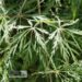 Acer palmatum `Dissectum Viridis`-kämmalvaher