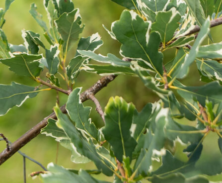Quercus robur `Argenteomarginata` harilik tamm (2)