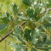 Quercus robur `Argenteomarginata` harilik tamm (2)