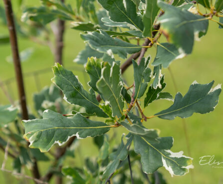 Quercus robur `Argenteomarginata` harilik tamm (3)