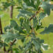 Quercus robur `Argenteomarginata` harilik tamm (3)