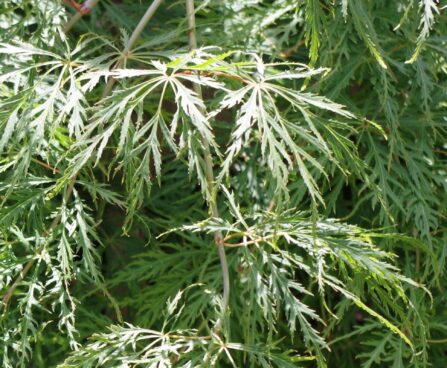 Acer palmatum 'Dissectum Viridis' kämmalvaher jpg