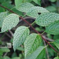 Forsythia viridissima 'Kumson'-roheline forsüütia