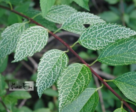 Forsythia viridissima 'Kumson'-roheline forsüütia