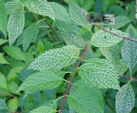 Forsythia viridissima 'Kumson'-roheline forsüütia2