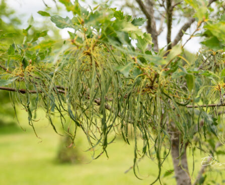 Quercus `Insecata` tamm (2)
