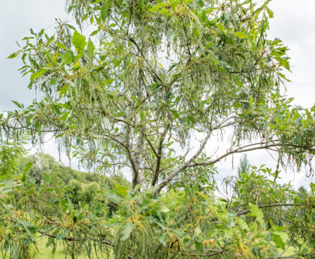 Quercus `Insecata` tamm (1)