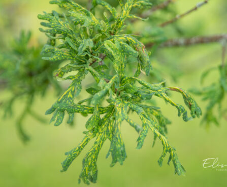 Quercus robur `Irtha` harilik tamm (2)