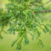 Quercus robur `Irtha` harilik tamm (2)