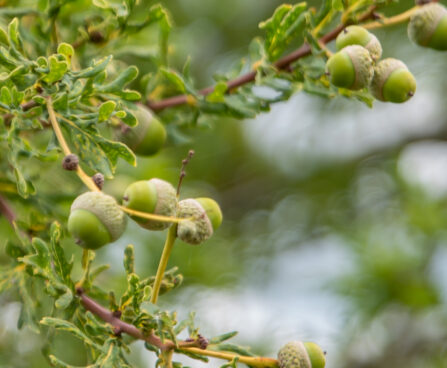 Quercus robur `Irtha` harilik tamm (1)