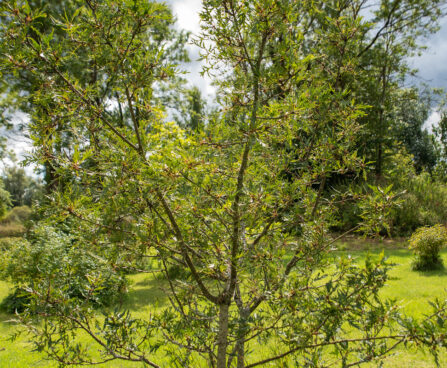 Quercus robur `Pectinata` harilik tamm (2)