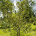Quercus robur `Pectinata` harilik tamm (2)