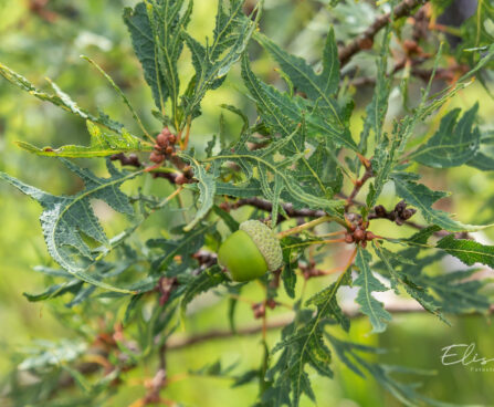 Quercus robur `Pectinata` harilik tamm (3)