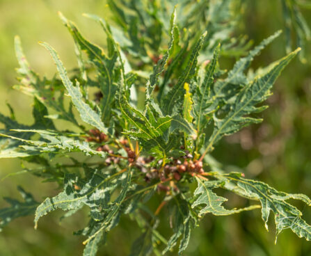 Quercus robur `Pectinata` harilik tamm (1)