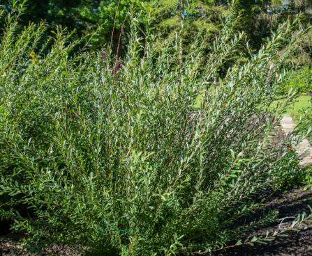 Salix purpurea punapjau