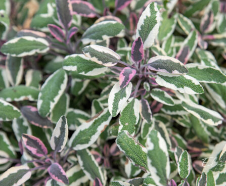 Salvia officinalis `Tricolor` (2)