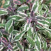 Salvia officinalis `Tricolor` (2)