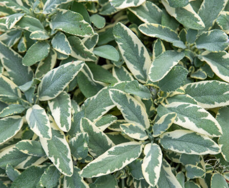 Salvia officinalis `Tricolor` (1)