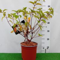 Hydrangea paniculata 'Dentelle de Gorron'-aedhortensia