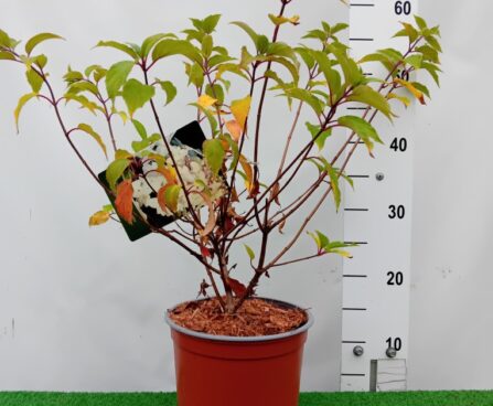 Hydrangea paniculata 'Dentelle de Gorron'-aedhortensia