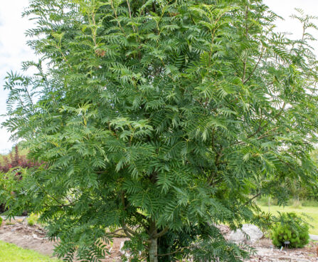 Sorbus `Dodong` Sahhalini pihlakas