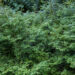 Thujopsis dolobrata hiibapuu
