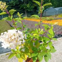 Hydrangea paniculata FRAISE MELBA 'Renba'-aedhortensia-Szmiti foto