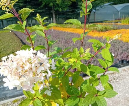 Hydrangea paniculata FRAISE MELBA 'Renba'-aedhortensia-Szmiti foto