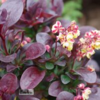 Berberis thunbergii 'Concorde'-thunbergi . kukerpuu