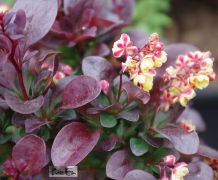 Berberis thunbergii 'Concorde'-thunbergi . kukerpuu