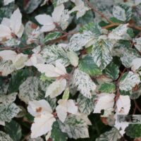 Fagus sylvatica 'Marmorstar'-har pöök 2