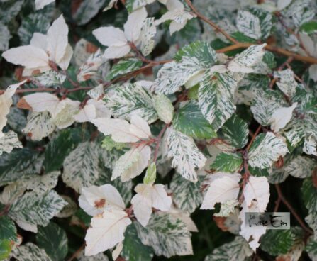 Fagus sylvatica 'Marmorstar'-har pöök 2