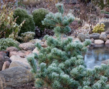 Pinus parviflora `Negishi`