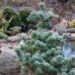 Pinus parviflora `Negishi`