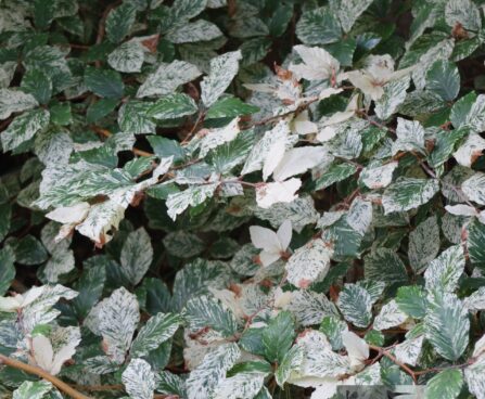 Fagus sylvatica 'Marmorstar'-har. pöök
