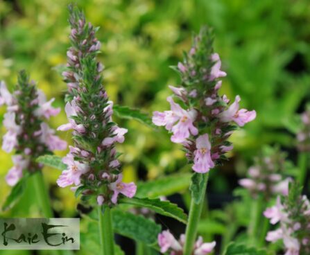 Stachys officinalis- harilik tõnnike ‘Pinky’