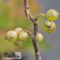 Ribes `Vertti´ -must sõstar
