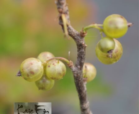 Ribes `Vertti´ -must sõstar