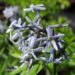 Amsonia tabernaemontana salicifolia-pajulehine amsoonia