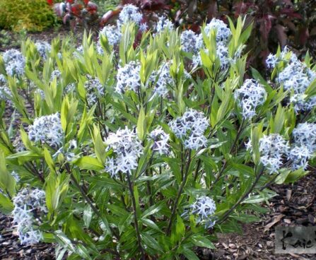 Amsonia tabernaemontana salicifolia-pajulehine amsoonia