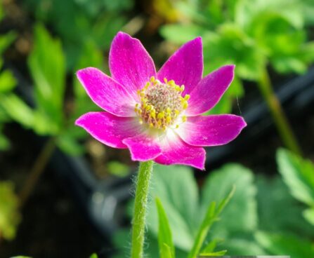 Anemone multifida'Rubra' - lõhislehine ülane