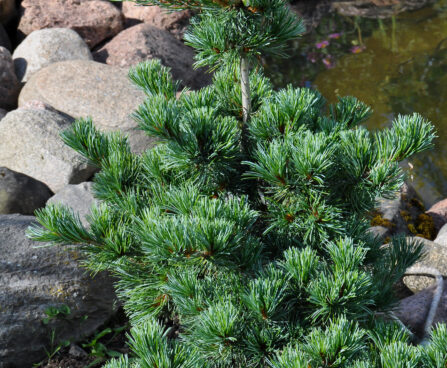 1716_4373_Pinus_parviflora_Negishi.jpg