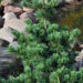 1716_4373_Pinus_parviflora_Negishi.jpg