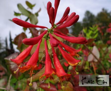 Lonicera heckrottii-Heckrotti kuslapuu