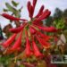Lonicera heckrottii-Heckrotti kuslapuu
