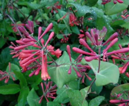 Lonicera heckrottii-Heckrotti kuslapuu