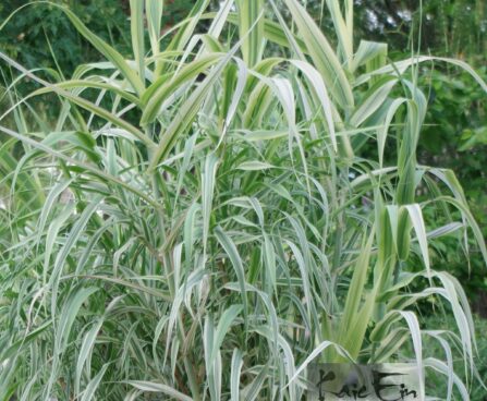 Arundo donax `Variegata` -hiidroog
